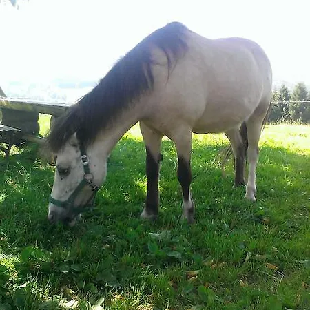 ファームステイ Rauhbergerhof