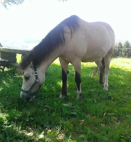 Çiftlik konaklama Rauhbergerhof